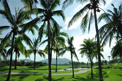 豆啡艾豆豆家私房蛋糕